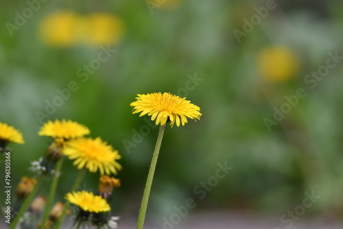 黄色の花　タンポポ