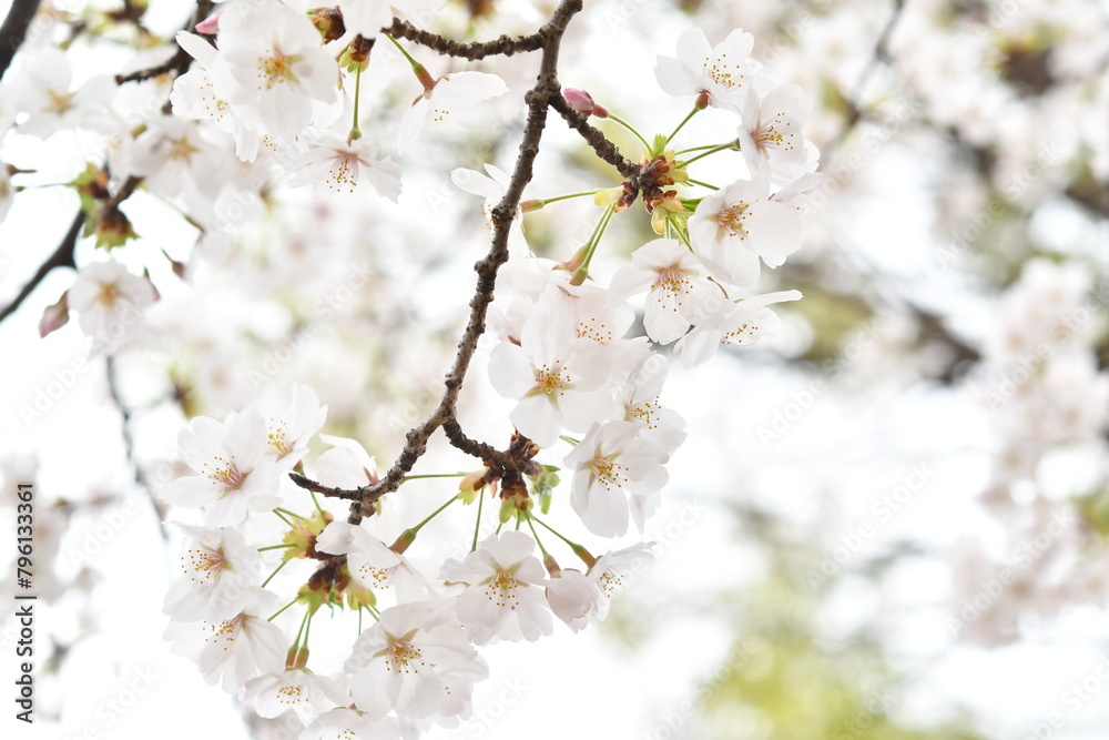 Obraz premium 満開の桜