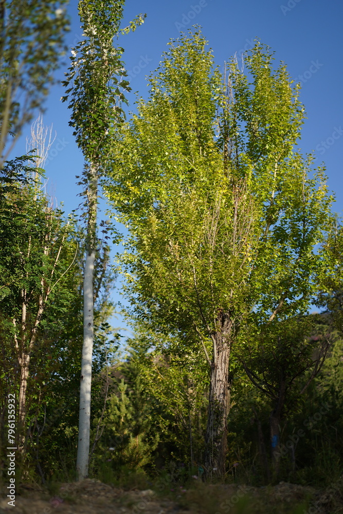 Fototapeta premium trees in the woods in the evening