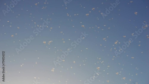 cloud or swarm of insects, in slow motion flight and Common Swift, Apus apus, mosquitoes, chironomids, salt marsh, lake photo