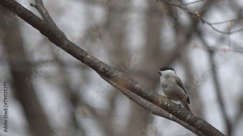 Marsh tit perched on a tree branch in early spring