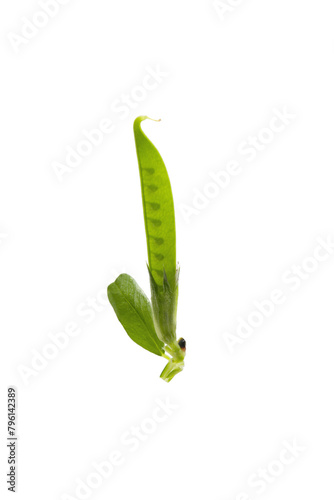 leaves and siliqua of common vetch on a white background