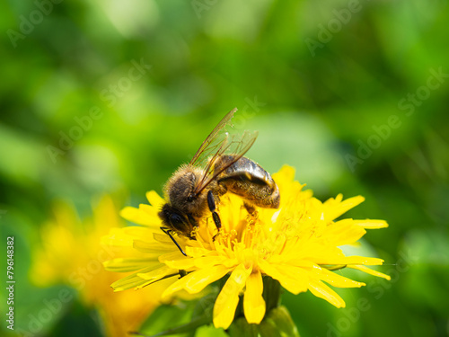 Bee on a dandelion flower in nature. Macro photo.