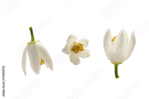 tangerine flowers isolated on a white background. macro 