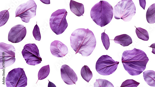 Purple petals and leaves  Isolated on white background