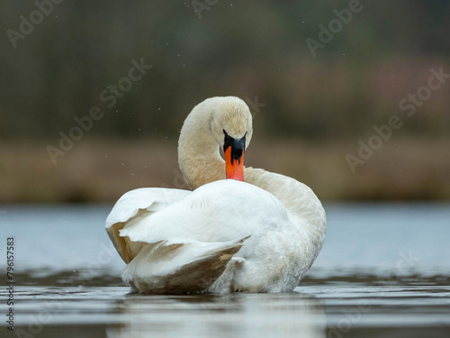 majestic swan swimming on a pond