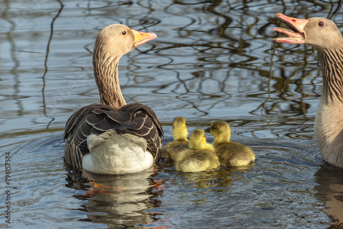 goose with goslings on a lake