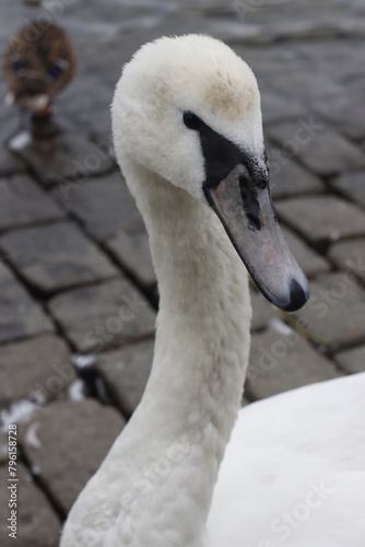 Swans by the riverside of Vtlava in Prague photo