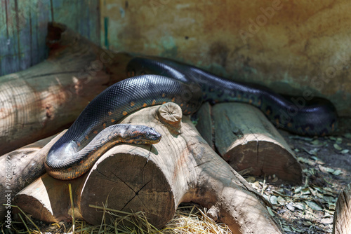 Green Anaconda (Eunectes murinus) snake in korat zoo Thailand.