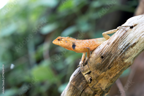 Oriental garden lizard (Calotes versicolor) in the backyard