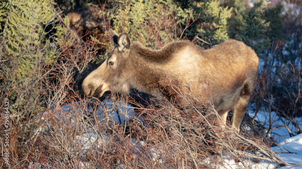 Alaskan Moose cow during golden hour in Denali National Park in Alaska United States