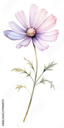 pink cosmos flower