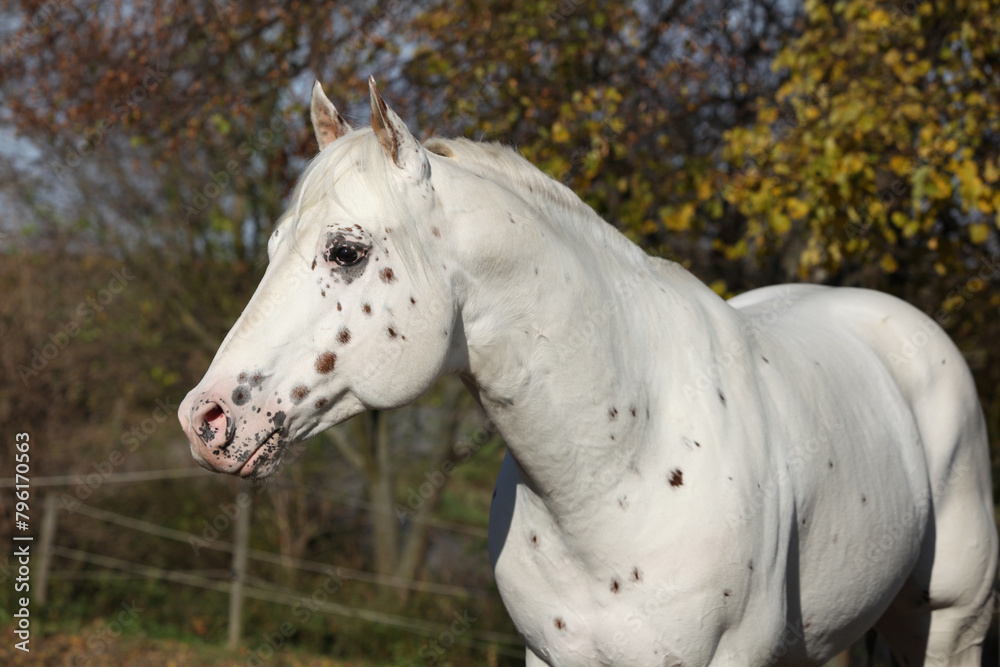Beautiful appallosa stallion without western halter Beautiful appallosa stallion without western halter