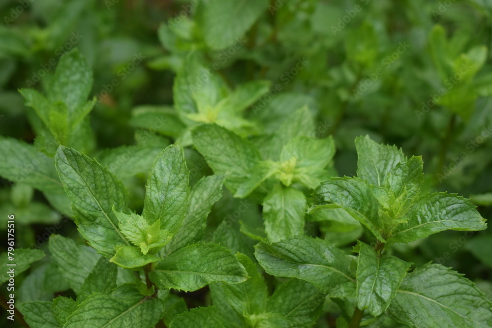Mint leaves background. Green Peppermint leaves Pattern layout design Top view. Spermint plant growing, mint green texture Mint leaves background. Green Peppermint leaves Pattern layout design Top view. Spermint plant growing, mint green texture