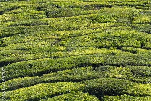 view to tea fields in Munnar, the highlands of Anamudi Shola national park, Kerala, India photo