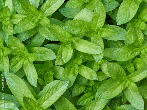 Fresh mint leaves, top view