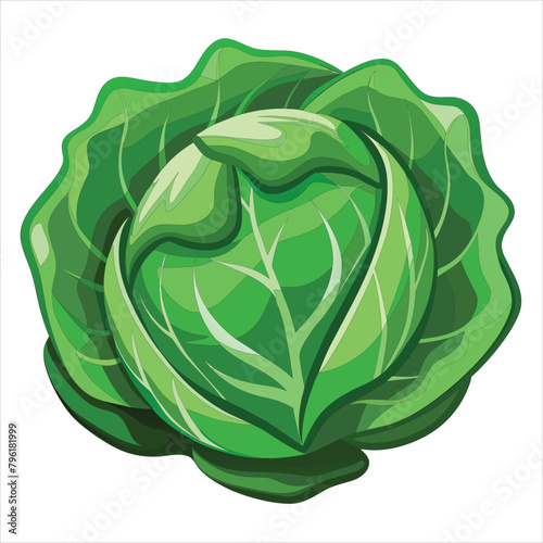 colorful illustration of cabbage