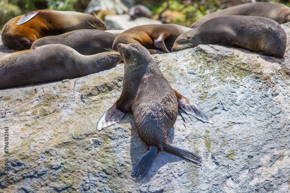 Fototapeta premium New Zealand Fur Seals Lounging on a Sunlit Rock - Milford Sound's Marine Life Sanctuary