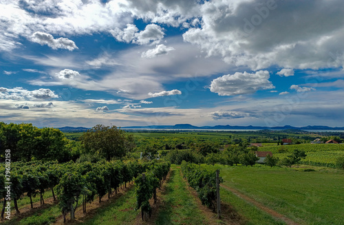 Kishegy wineyards