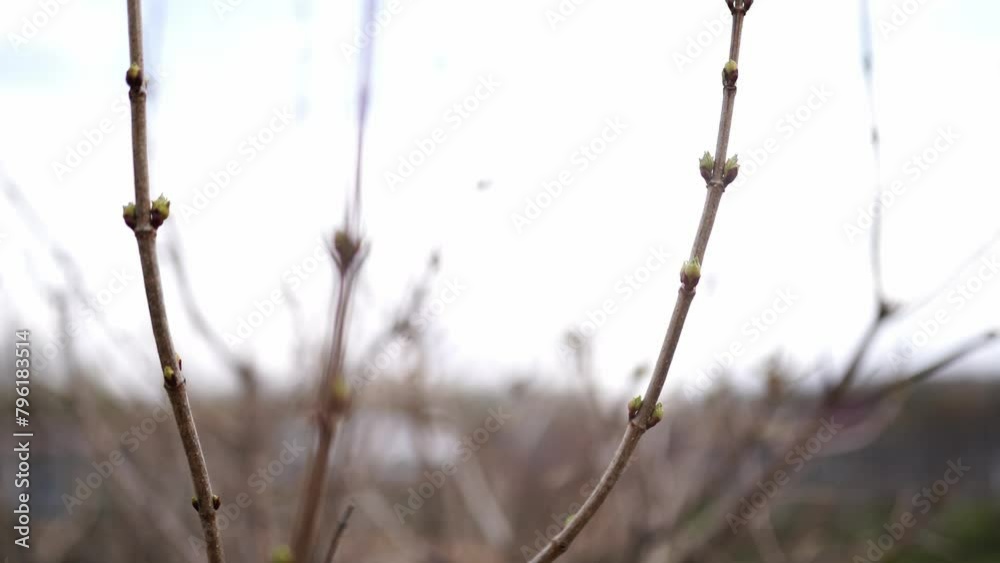 Budding trees. Tree buds. Tree branches covered with buds. Tree care. Early spring, selective focus. Budding trees. Tree buds. Tree branches covered with buds. Tree care. Early spring, selective focus.