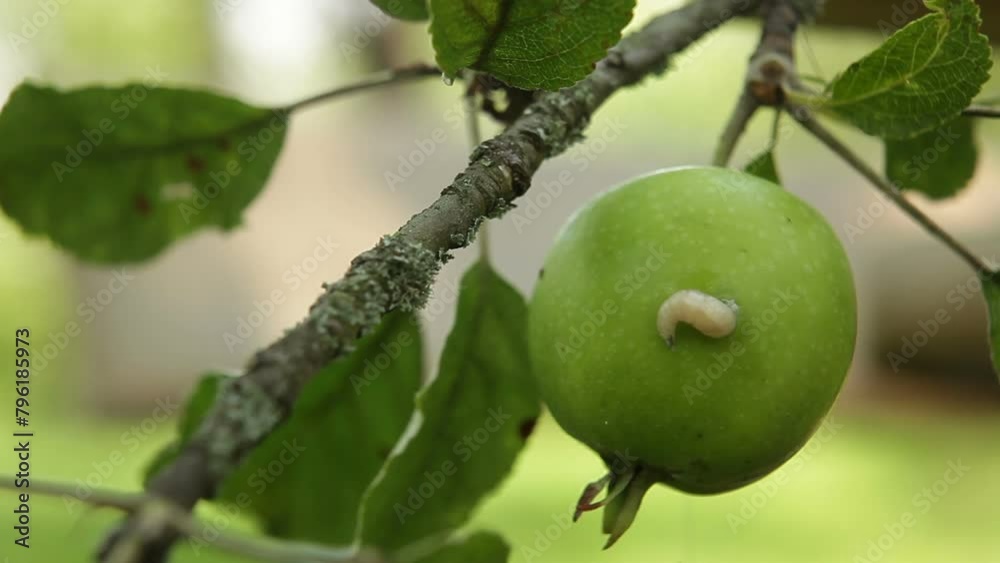  Immature apple affected by worms.A worm crawls out of a green apple.