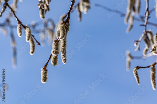 Spring blooming of aspen. Spring blooming of European aspen or Quaking Aspen catkins, over blue sky background (ID: 796185960)