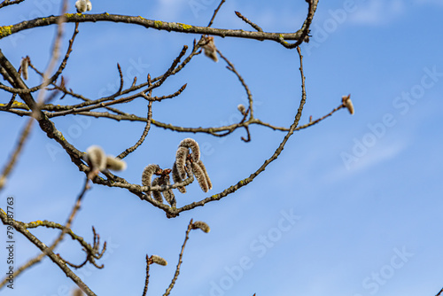 Spring blooming of aspen. Spring blooming of European aspen or Quaking Aspen catkins, over blue sky background (ID: 796187763)
