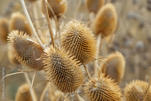 Macro shot of dried teasel plant focusing on intricate details. Concept Nature Photography  Close-up Shot  Plant Details  Teasel Flower  Macro Photography