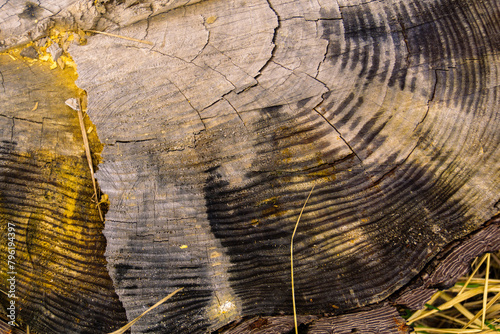 Stump close up texture. Top view macro photo of stump texture with annual rings, cracks, saw marks as natural background. (ID: 796194397)