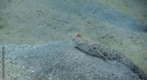 single reef lizardfish lying in the sandy seabed during freediving