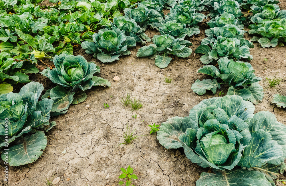 lot of green fresh cabbage on a field with dried out soil lot of green fresh cabbage on a field with dried out soil