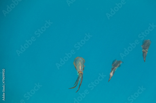 three bigfin reef squid hovering in blue water during diving photo