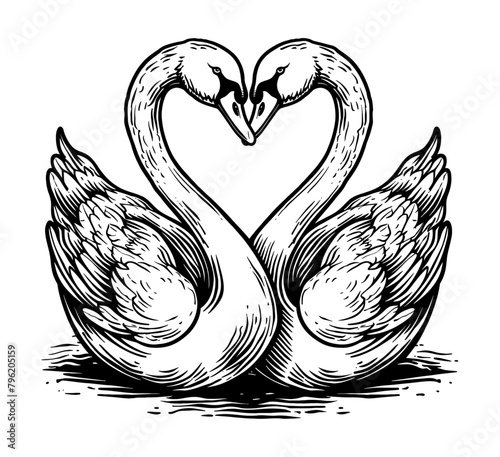 swan engraving black and white outline