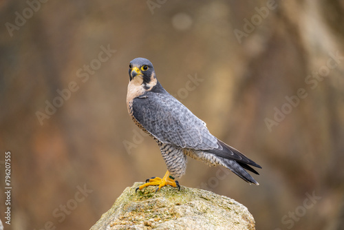 The Migratory Falcon (Falco peregrinus) is a cosmopolitan (worldwide) widespread falcon bird. photo