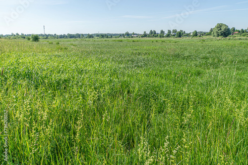 Wild meadow and blue sky. Summer wild meadow with grass and flowers and blue sky, wild nature photo. (ID: 796208157)