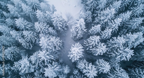 Winter Forrest in Germany. Aerial Drone Shot of a Snowy Forrest with Icy Trees and Grey Skies. © Serhii
