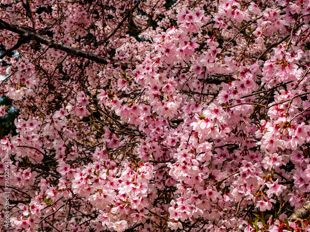 満開の桜 長野県 大町公園 満開の桜 長野県 大町公園