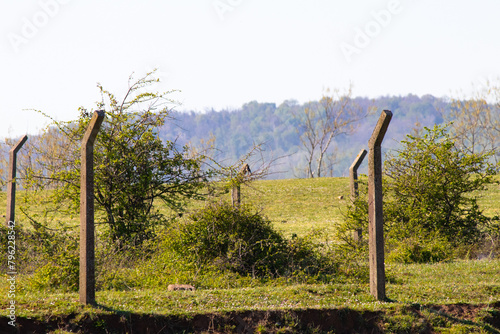 Wire fence in field. Rural, countryside. No people, nobody. Nature. Landscape.