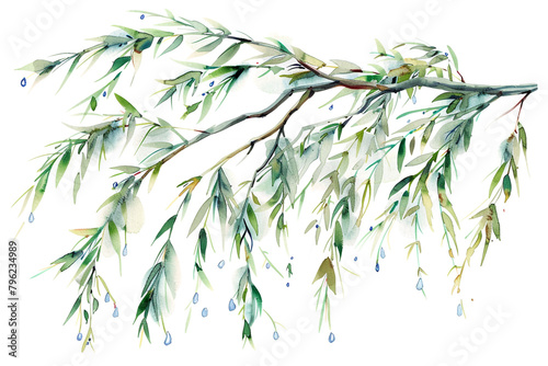 Willows watercolor weep, elegance in droplets, isolated on white