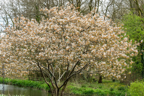 Amelanchier lamarckii a small deciduous tree with a white blossom flower in early spring commonly known as snowy mespilus or juneberry, stock photo image