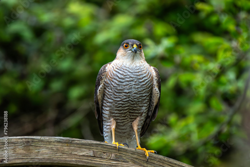 Sparrowhawk (Accipiter nisus) a small bird of prey which is a predatory raptor which hunts in both a woodland or garden environment, stock photo image