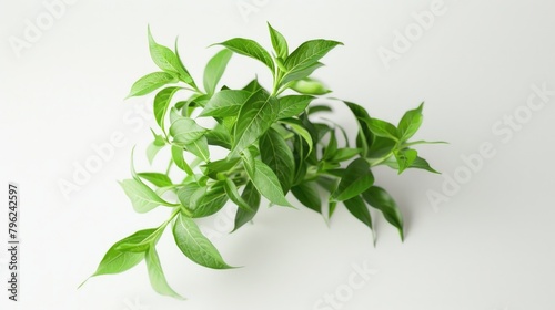 Green leaves of a plant on a white background. Suitable for botanical or nature concepts