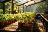 Vegetable seedlings in pots in greenhouses