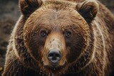 A detailed close-up of a brown bear's face. Suitable for nature and wildlife themes