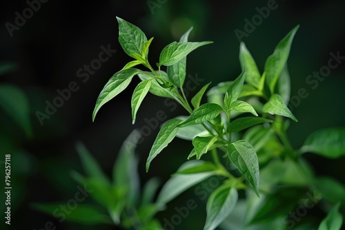 Close up of a plant with green leaves  suitable for botanical designs