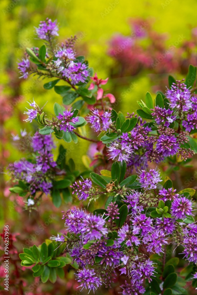 Obraz premium Native and temperate garden in the Lower Buller Gorge, Westport, West Coast, New Zealand.
