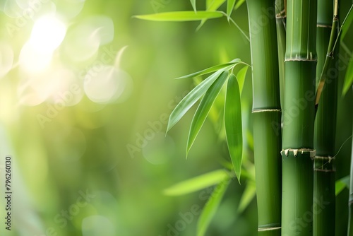 A Detailed View of a Bamboo Plant with Vibrant Green Stalks in the Foreground and Background. Concept Nature  Bamboo Plant  Green Stalks  Detailed View  Vibrant Colors