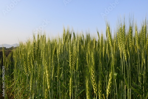 Ears of wheat plants. Panoramic view of green field of wheat a clear sunny day. Green wheat field swaying in the wind. Beautiful view of green field.