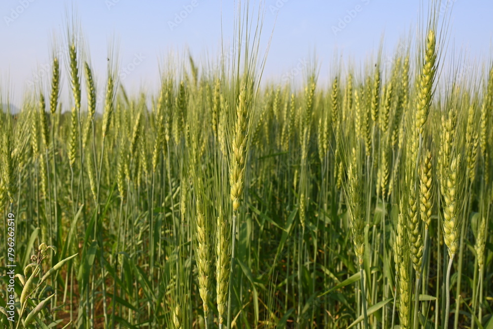 Ears of wheat plants. Panoramic view of green field of wheat a clear sunny day. Green wheat field swaying in the wind. Beautiful view of green field. Ears of wheat plants. Panoramic view of green field of wheat a clear sunny day. Green wheat field swaying in the wind. Beautiful view of green field.