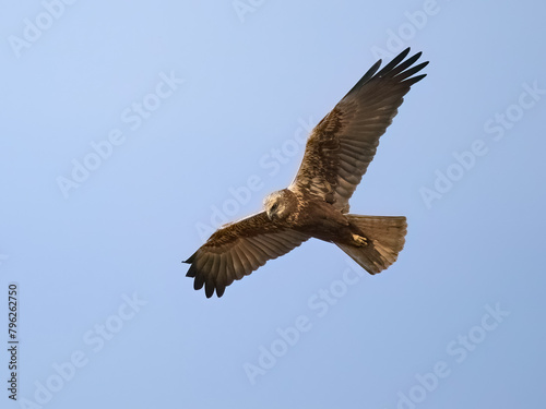 Western marsh harrier (Circus aeruginosus) © dennisjacobsen